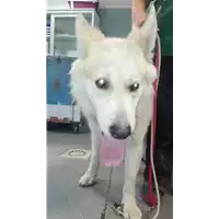 Foto dell\'animale cane - Matr. 2017/2127 - Microchip 380260043116790