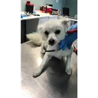 Foto dell\'animale cane - Matr. 2019/1509 - Microchip 380260043624303