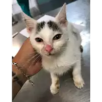 Foto dell\'animale gatto - Matr. 2019/1511 - Microchip 380260043624401