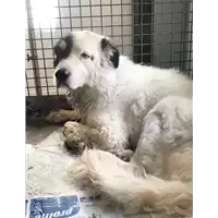 Foto dell\'animale cane - Matr. 2019/1510 - Microchip 380260043848026