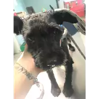 Foto dell\'animale cane - Matr. 2019/1506 - Microchip 380260043854436