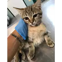 Foto dell\'animale gatto - Matr. 2019/1516 - Microchip 380260043634219