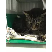 Foto dell\'animale gatto - Matr. 2019/1504 - Microchip 380260002302900