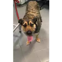 Foto dell\'animale cane - Matr. 2019/0934 - Microchip 380260043643302