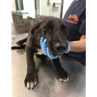 Foto dell\'animale cane - Matr. 2019/1521 - Microchip 380260043849061