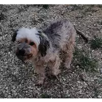 Foto dell\'animale cane - Matr. 2019/1532 - Microchip 380260043686530