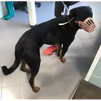 Foto dell\'animale cane - Matr. 2019/1535 - Microchip 380260043305363