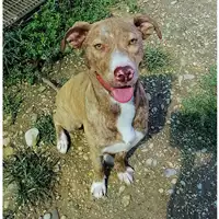 Foto dell\'animale cane - Matr. 2019/0096 - Microchip 380260043853581