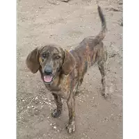 Foto dell\'animale cane - Matr. 2019/1539 - Microchip 380260043680494