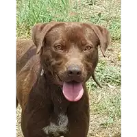 Foto dell\'animale cane - Matr. 2018/0679 - Microchip 380260043500669