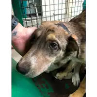 Foto dell\'animale cane - Matr. 2019/0600 - Microchip 380260043634374