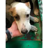 Foto dell\'animale cane - Matr. 2019/0601 - Microchip 380260043634426
