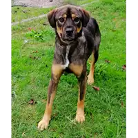 Foto dell\'animale cane - Matr. 2019/1549 - Microchip 380260043686951