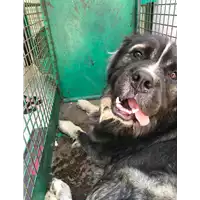 Foto dell\'animale cane - Matr. 2019/1548 - Microchip 380260042908838