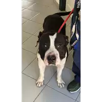 Foto dell\'animale cane - Matr. 2019/1544 - Microchip 380260043124596