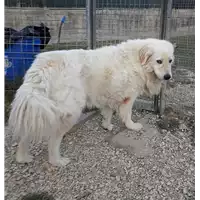 Foto dell\'animale cane - Matr. 2017/0229 - Microchip 380260002301071