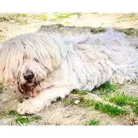 Foto dell\'animale cane - Matr. 2019/1550 - Microchip 380260043687186