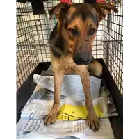 Foto dell\'animale cane - Matr. 2019/1551 - Microchip 380260043687268