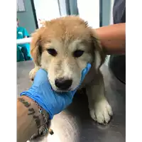 cane - Matr. 2019/1554 - Microchip 380260043681296