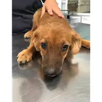 Foto dell\'animale cane - Matr. 2019/1558 - Microchip 380260043680481