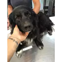 Foto dell\'animale cane - Matr. 2019/1559 - Microchip 380260043680500
