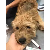 Foto dell\'animale cane - Matr. 2019/1560 - Microchip 380260043681091