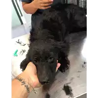 Foto dell\'animale cane - Matr. 2019/1562 - Microchip 380260043686510