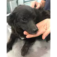 Foto dell\'animale cane - Matr. 2019/1563 - Microchip 380260043681188