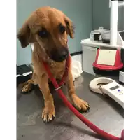 Foto dell\'animale cane - Matr. 2019/1565 - Microchip 380260043849412