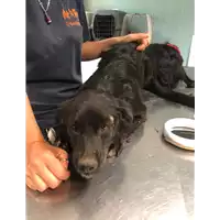Foto dell\'animale cane - Matr. 2019/1567 - Microchip 380260043844455