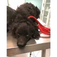 Foto dell\'animale cane - Matr. 2019/1569 - Microchip 380260043844164