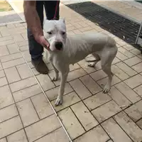 Foto dell\'animale cane - Matr. 2019/1570 - Microchip 380260100736007
