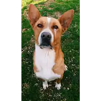 Foto dell\'animale cane - Matr. 2018/1702 - Microchip 380260042933365