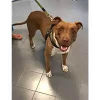 Foto dell\'animale cane - Matr. 2019/1572 - Microchip 958000002329740