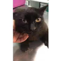Foto dell\'animale gatto - Matr. 2019/1578 - Microchip 380260043843672