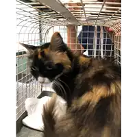 Foto dell\'animale gatto - Matr. 2019/1581 - Microchip 380260043844201