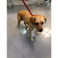 Foto dell\'animale cane - Matr. 2019/1584 - Microchip 380260043847535