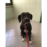 cane - Matr. 2019/1589 - Microchip 380260043624247
