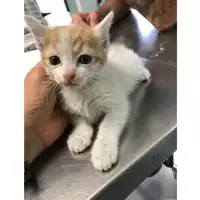 Foto dell\'animale gatto - Matr. 2019/1592 - Microchip 380260043633731