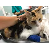 Foto dell\'animale gatto - Matr. 2019/1595 - Microchip 380260043633636