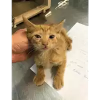 Foto dell\'animale gatto - Matr. 2019/1604 - Microchip 380260043633506