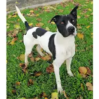 Foto dell\'animale cane - Matr. 2019/1629 - Microchip 380260043848585