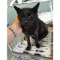Foto dell\'animale gatto - Matr. 2019/1630 - Microchip 380260043849074