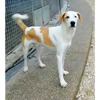 Foto dell\'animale cane - Matr. 2019/1632 - Microchip 380260043873352
