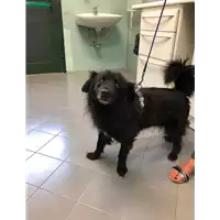 cane - Matr. 2019/1634 - Microchip 380260000461864