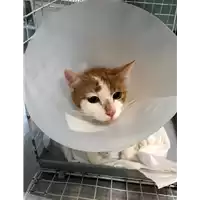Foto dell\'animale gatto - Matr. 2019/1643 - Microchip 380260043624300