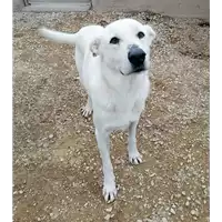 Foto dell\'animale cane - Matr. 2019/1648 - Microchip 380260043634279