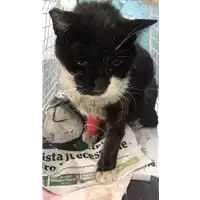 Foto dell\'animale gatto - Matr. 2019/1649 - Microchip 380260043848122