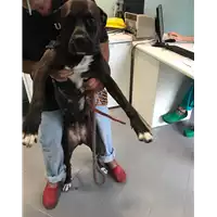 Foto dell\'animale cane - Matr. 2019/1651 - Microchip 380260043680589