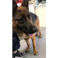 Foto dell\'animale cane - Matr. 2019/1652 - Microchip 380260043443159